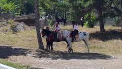 Siatista-horses-15-August-11